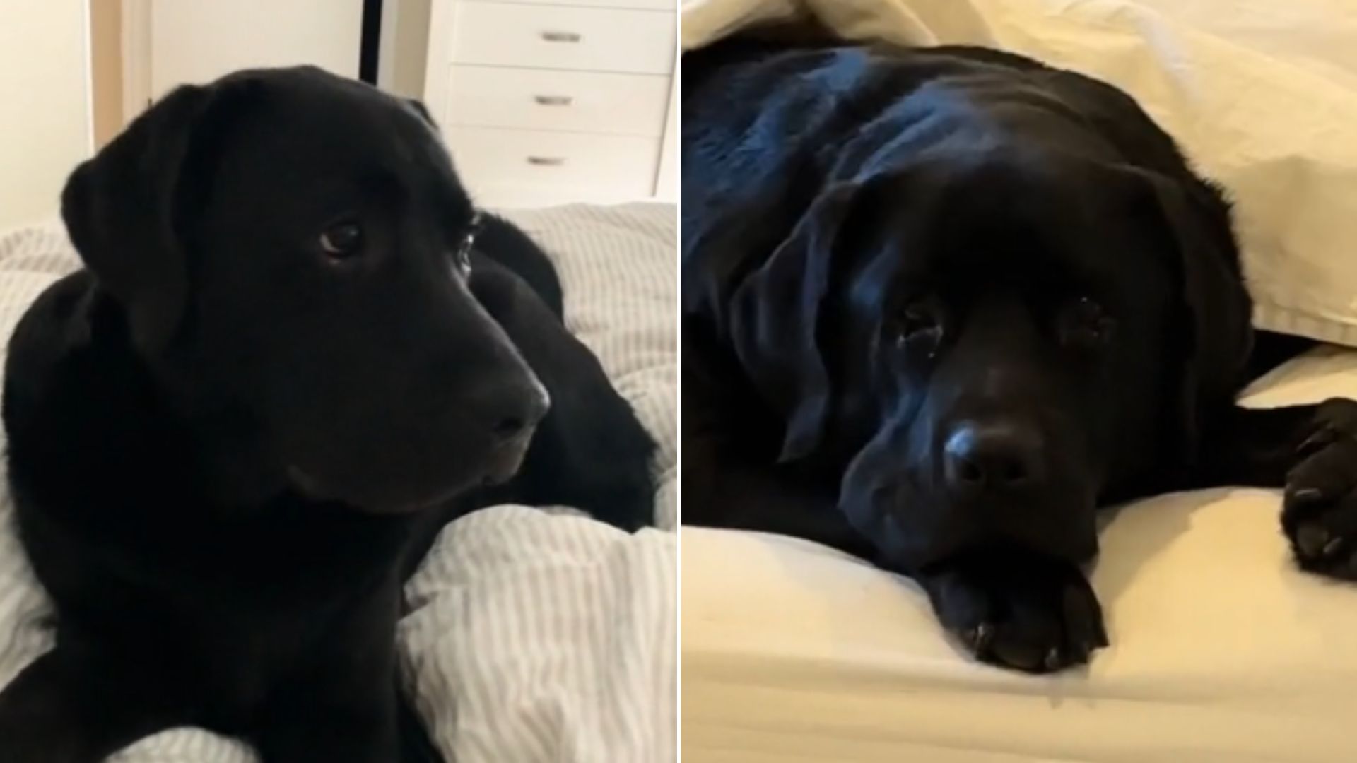 labrador lying in bed