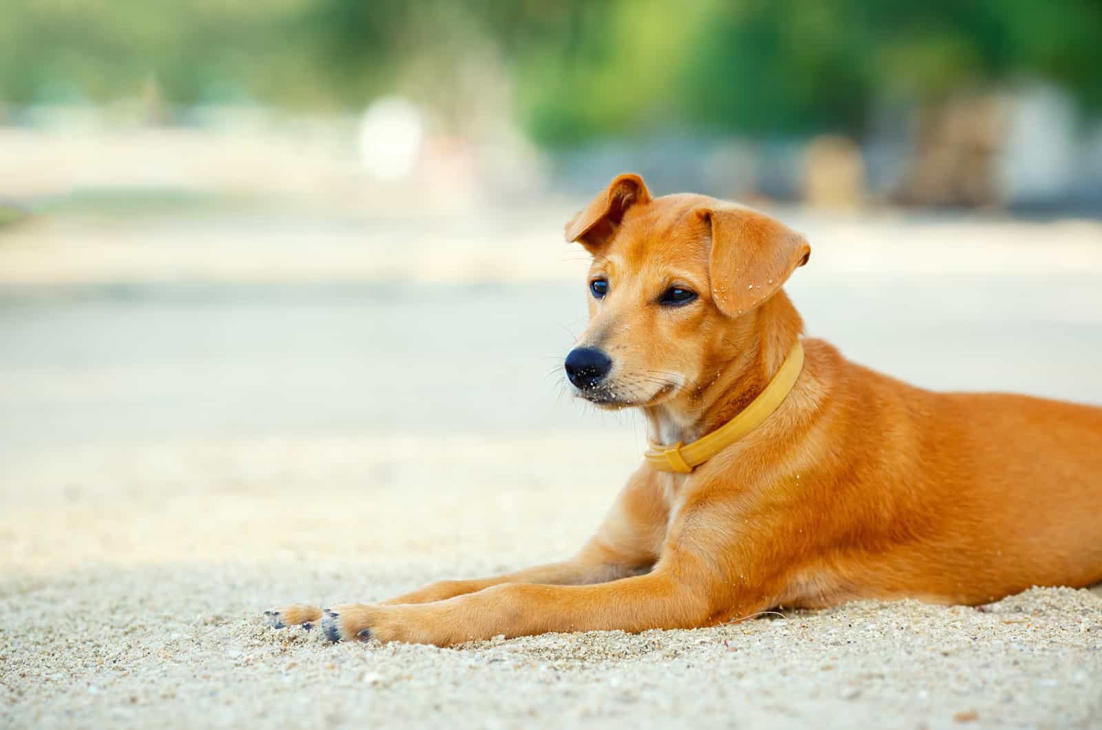 Labrador Mixes: A Guide To 26 Different Lab Mix Breeds