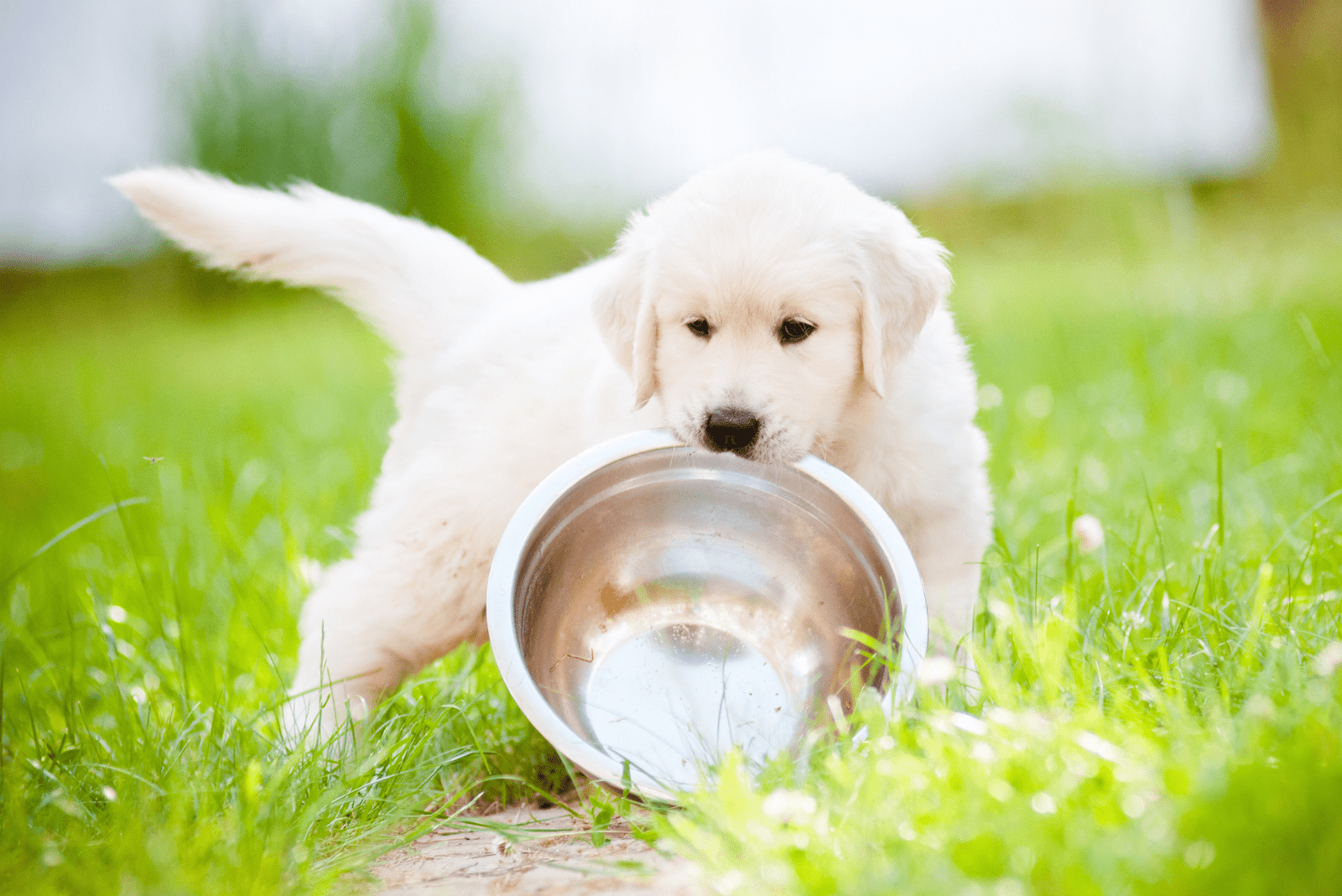 labrador nose dish