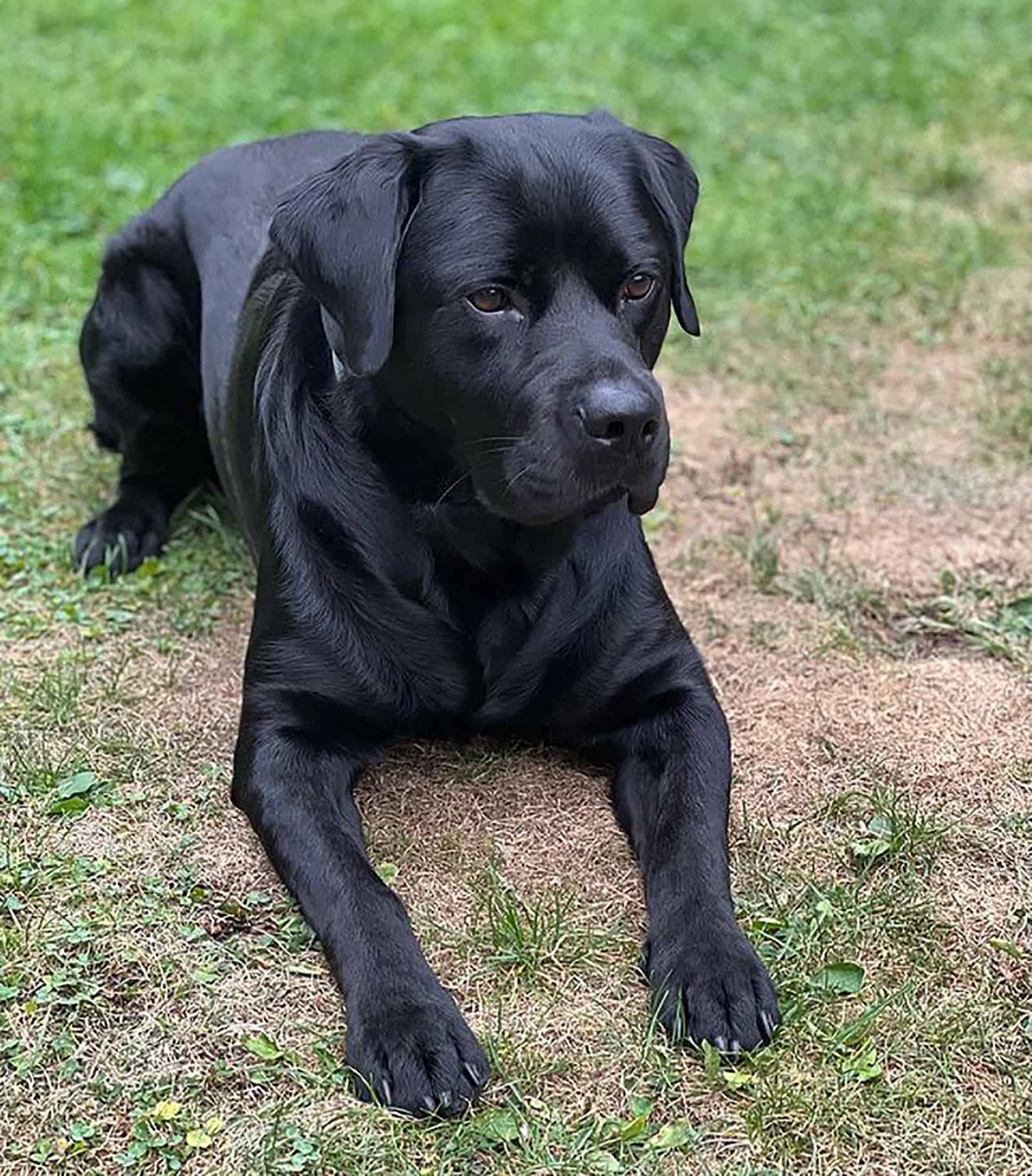 labrottie dog lying on the grass