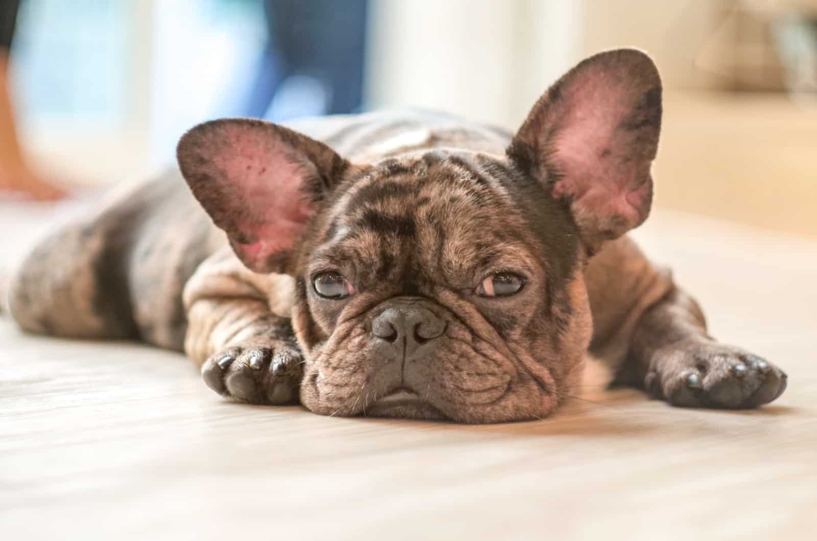 lazy French Bulldog looking at camera