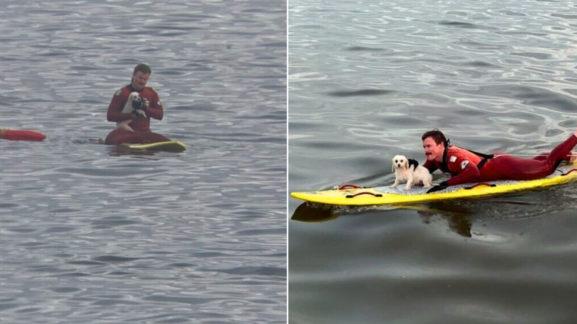 Lifeguards Save Frightened Tiny Dog Fighting The Waves In The Pacific Ocean