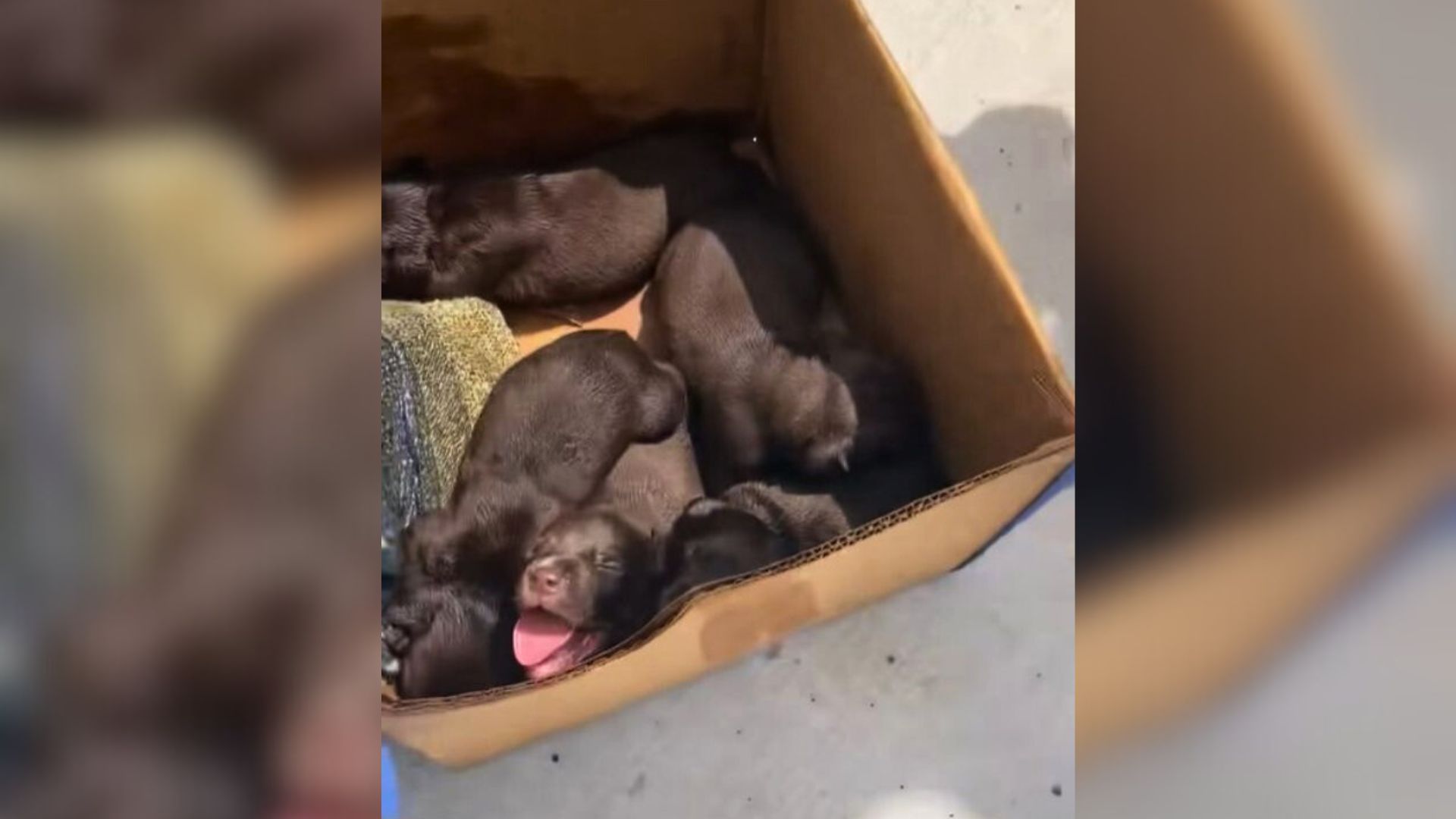 Rescuer Was Shocked To Find A Box Of Crying Puppies Just Left In A Dumpster