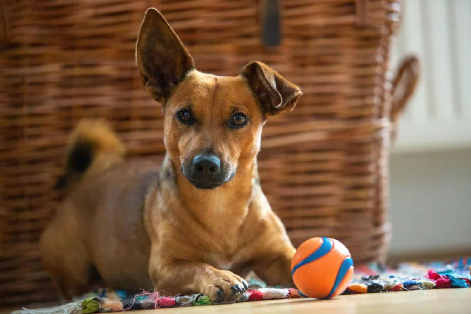 Little dog at home in the living room playing with his toys