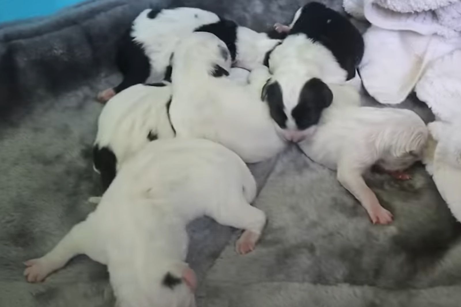 little puppies sleeping