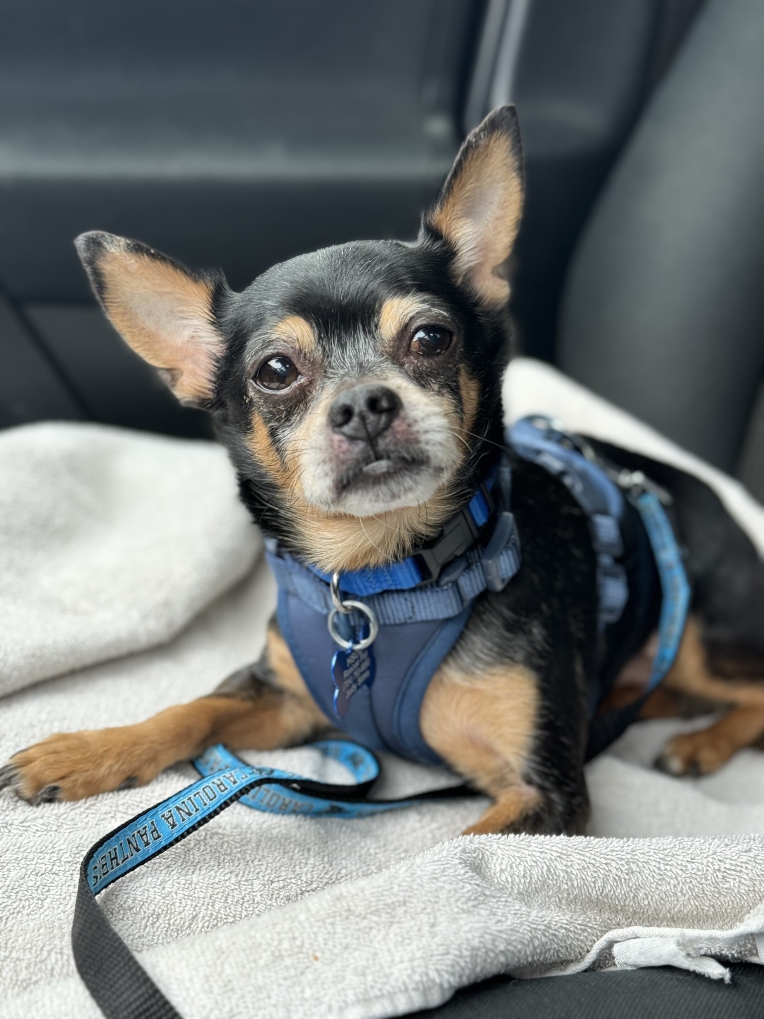 little puppy in the car