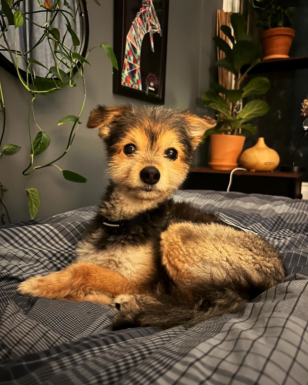 little puppy laying on a bed