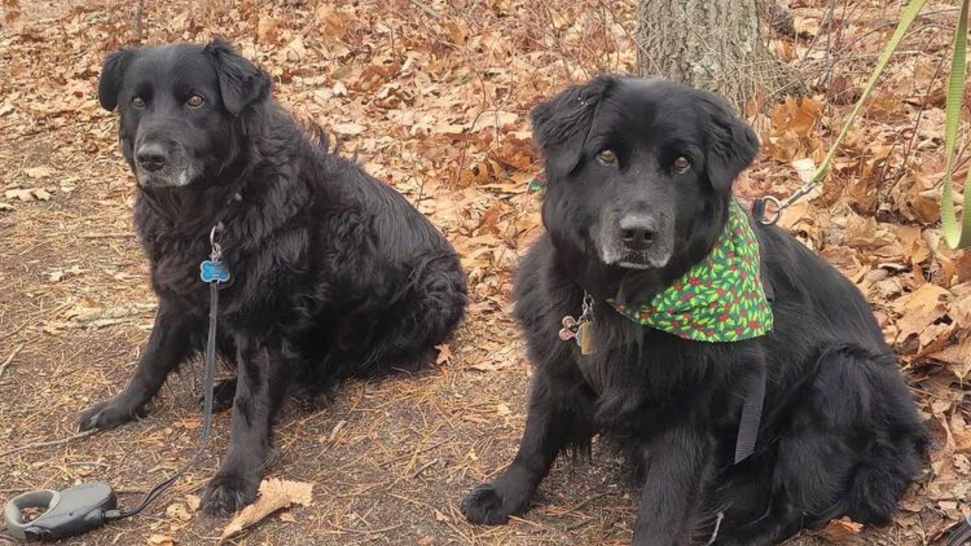 Dog Siblings Reunite After 13 Long Years Of Living Apart In The Same Town