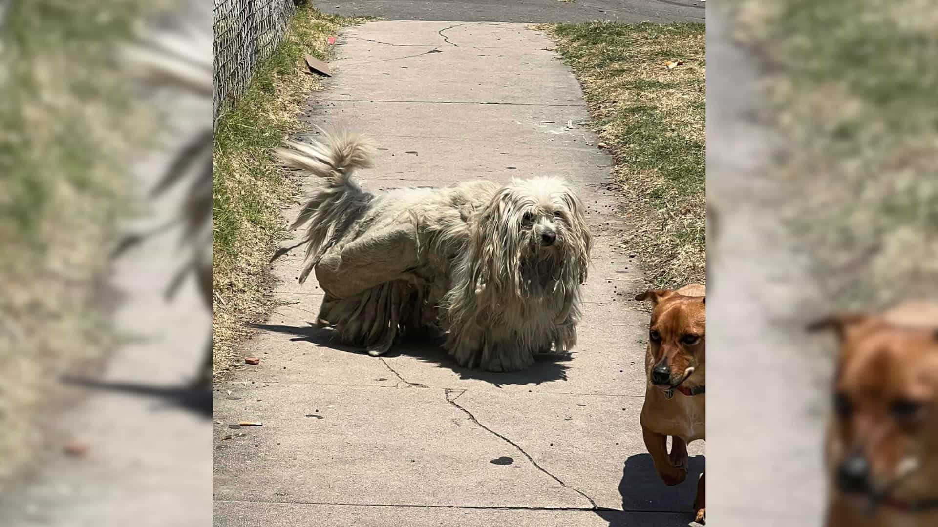 Everyone Is Shocked To See How This Dog Transforms After Losing Two Pounds Of Matted Fur