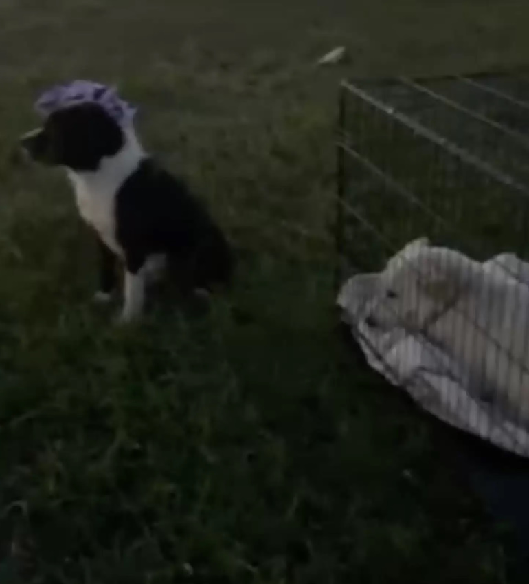 loyal dog sitting by kennel