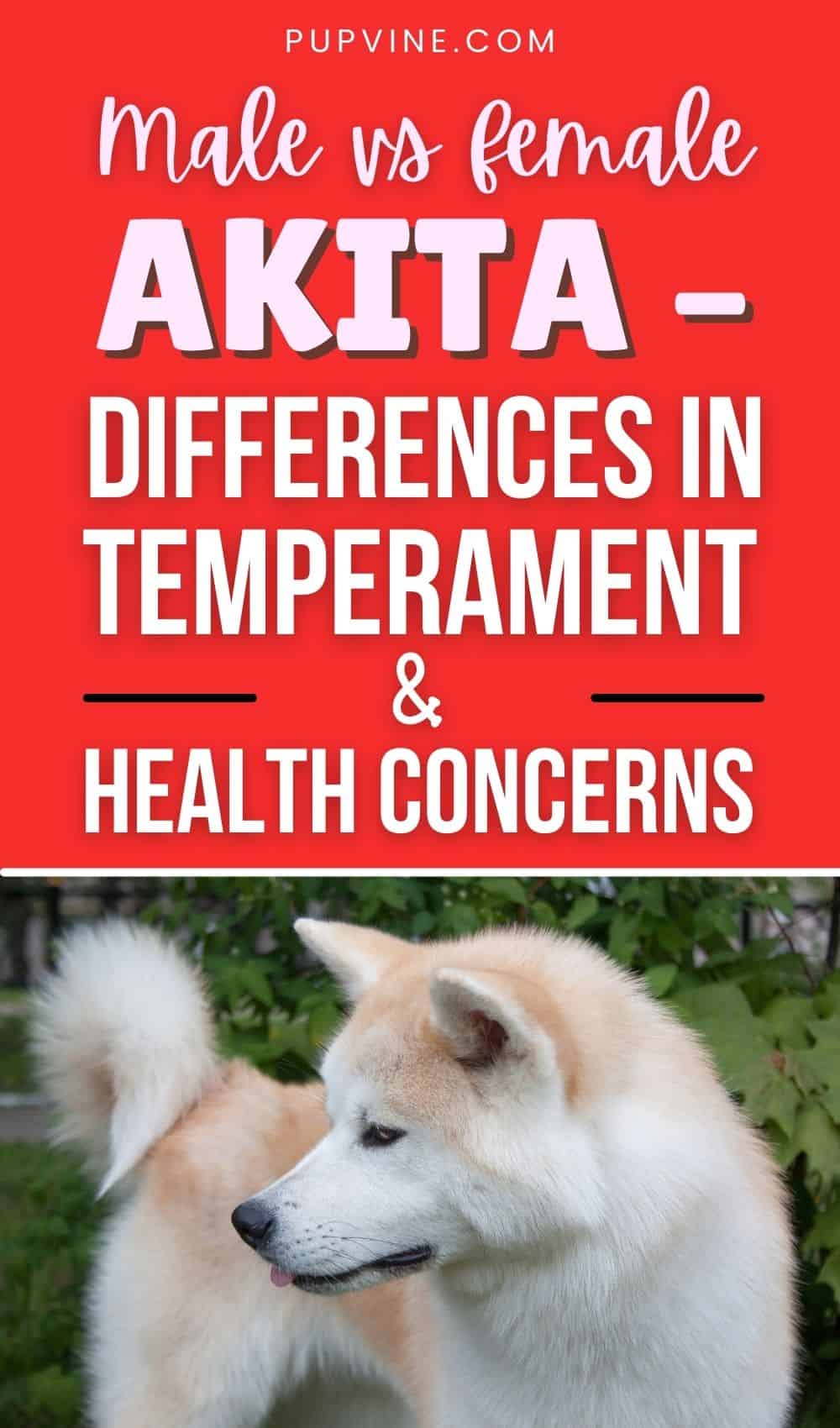 Male Vs. Female Akita – Differences In Temperament & Health Concerns