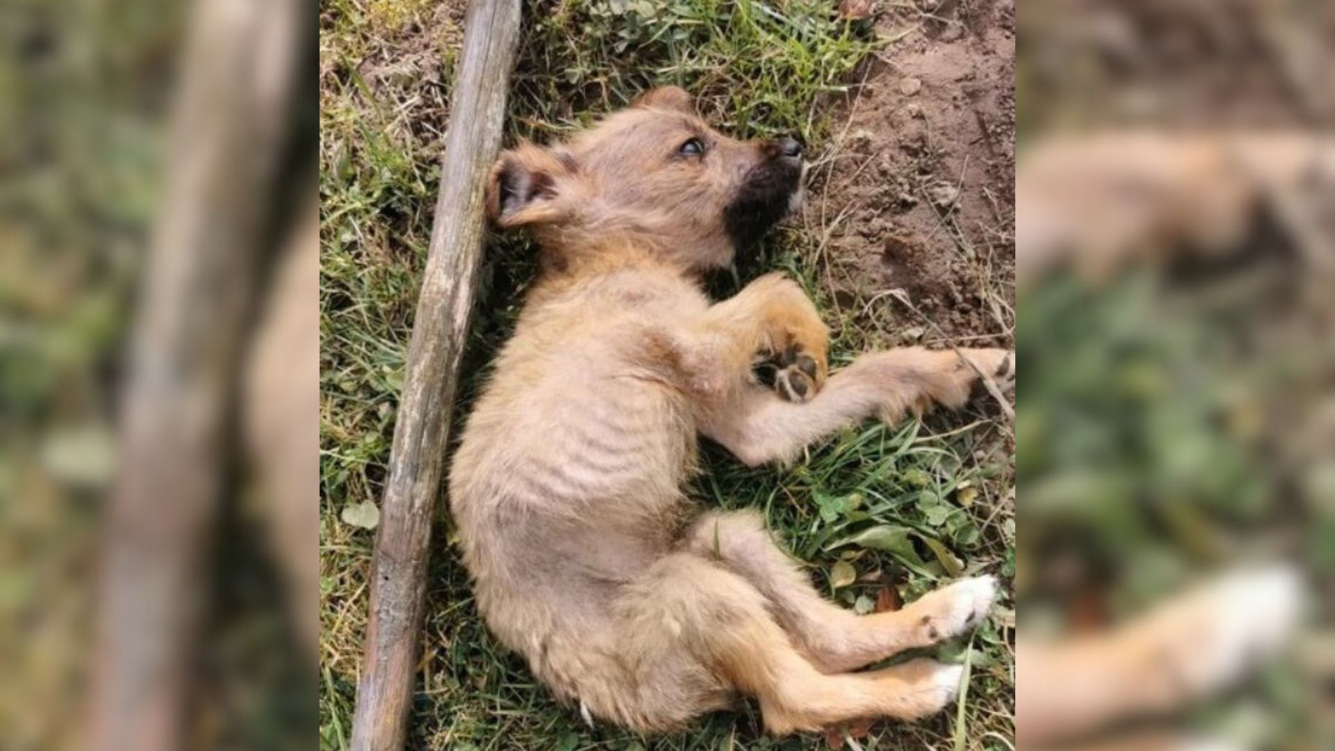 Malnourished Puppy Felt Scared And Desperate After His Heartless Owners Dumped Him In A Landfill