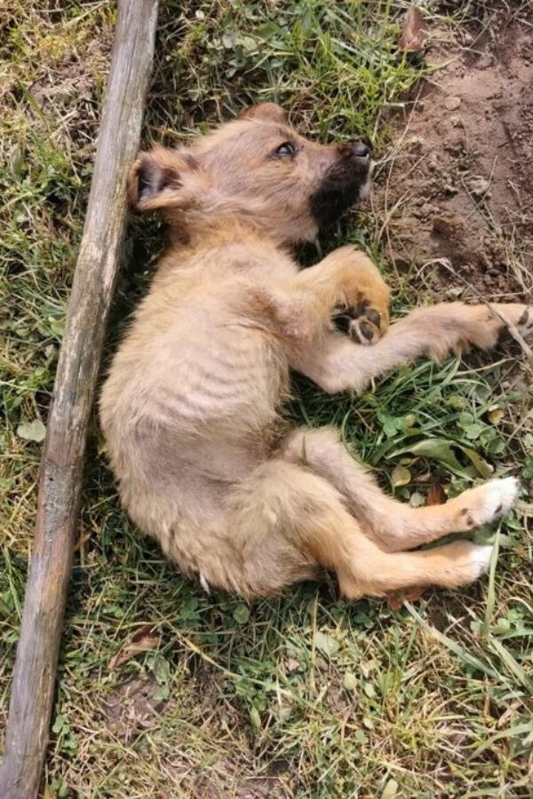 malnourished puppy lying