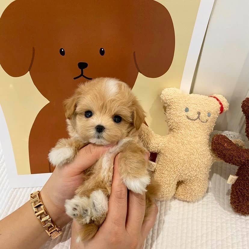 maltipoo dog being held