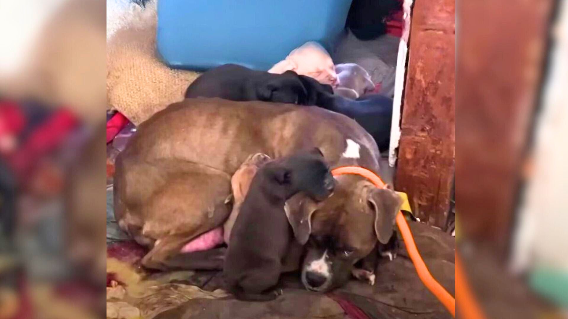 Mom Dog And Her Puppies Hiding From The Cold In An Abandoned House Break Rescuers’ Hearts