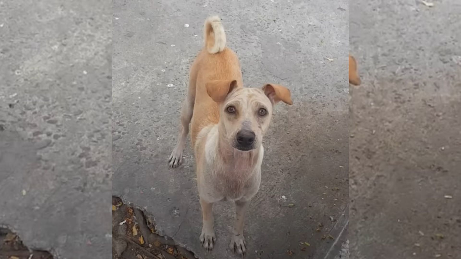 Mama Dog Begs Humans For Food But Refuses To Eat For Fascinating Reason