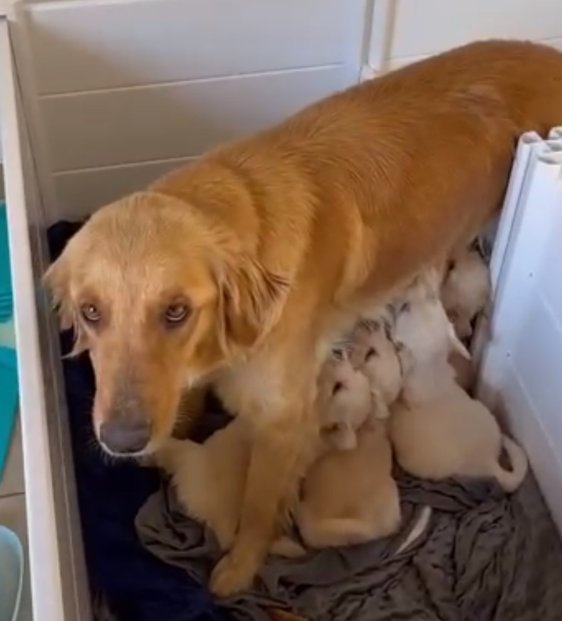 mama dog breastfeeding puppies while standing