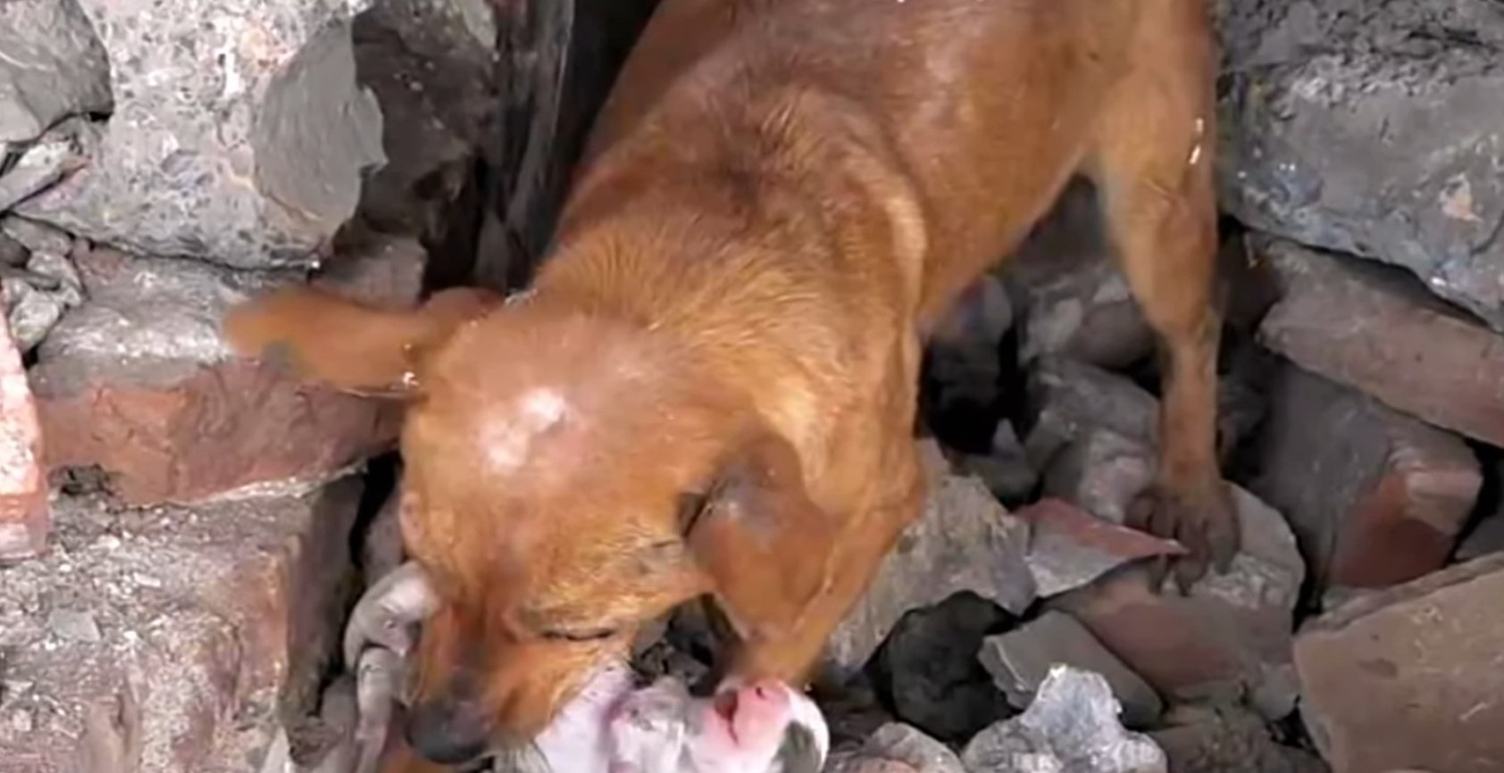 mama dog holding puppy in its mouth