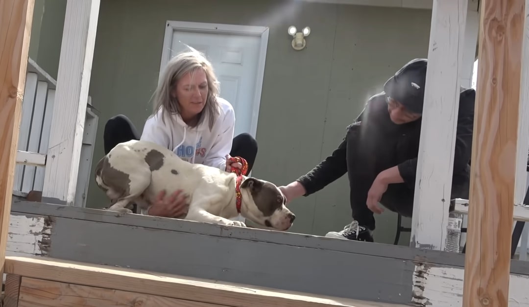 man and woman helping the abandoned pittie