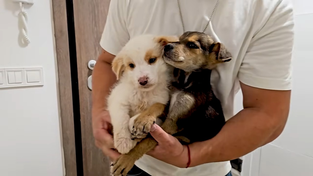 man carrying two puppies