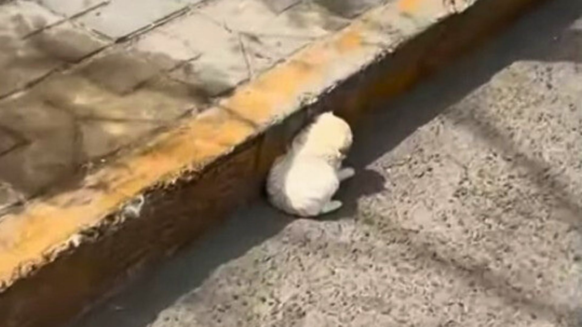 Driver Noticed A Sweet Puppy Trying To Hide From The Heat So He Stopped To Help