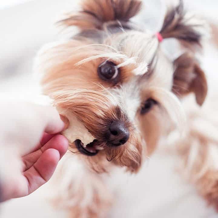 man feeding his cute dog with treat