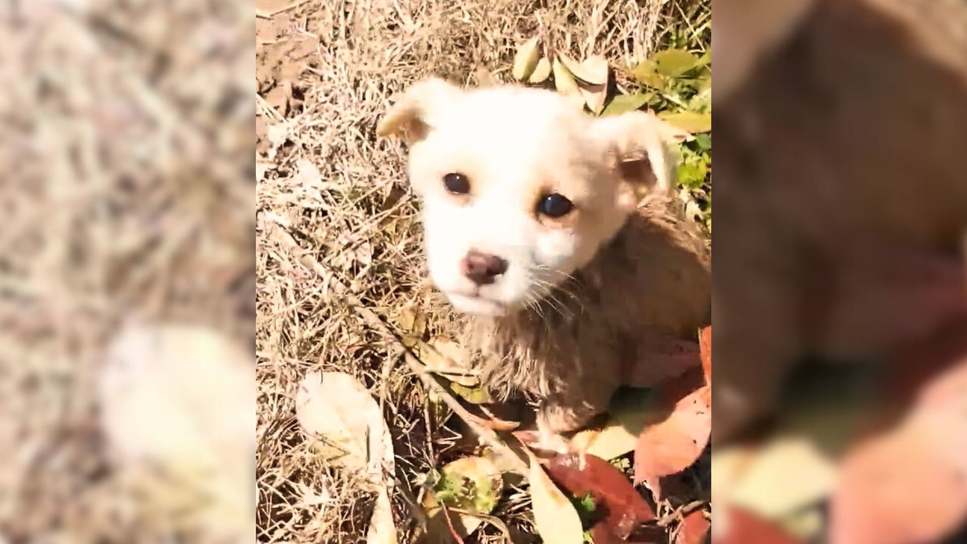 Rescuer Was Shocked To Find A Small Puppy Lying In The Mud And Rushed To Save Him