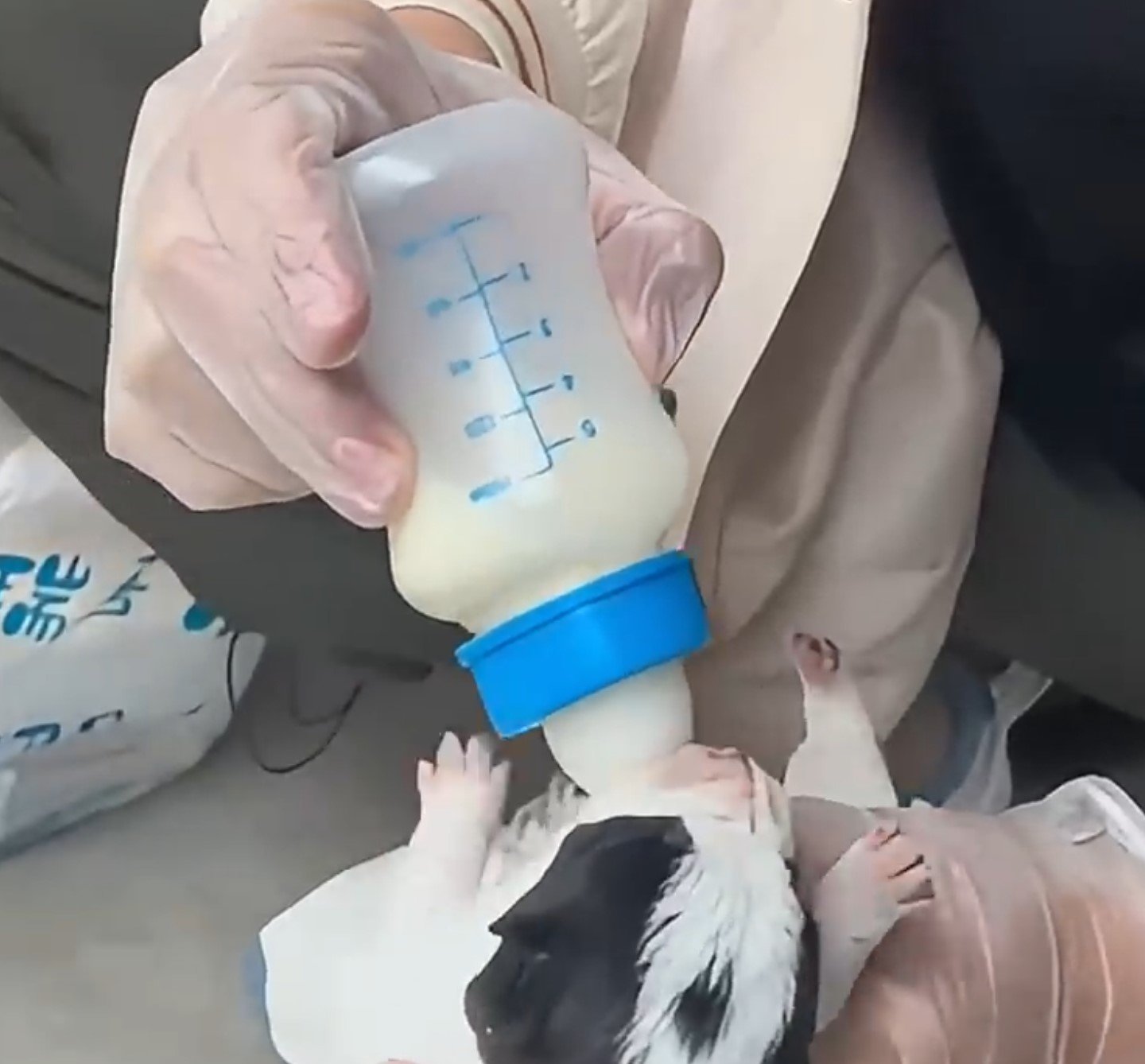 man giving a food to a puppy