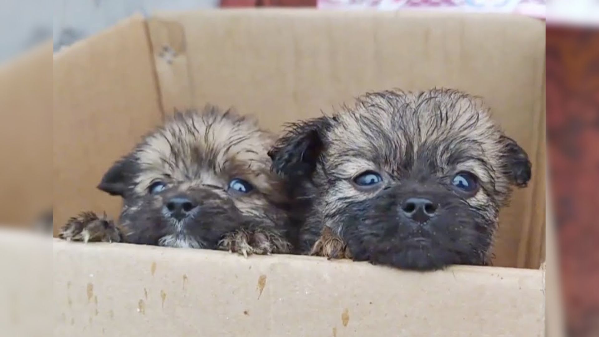 Man Hears Cries Coming From Soaked Cardboard Box On Rainy Day And Makes Shocking Discovery