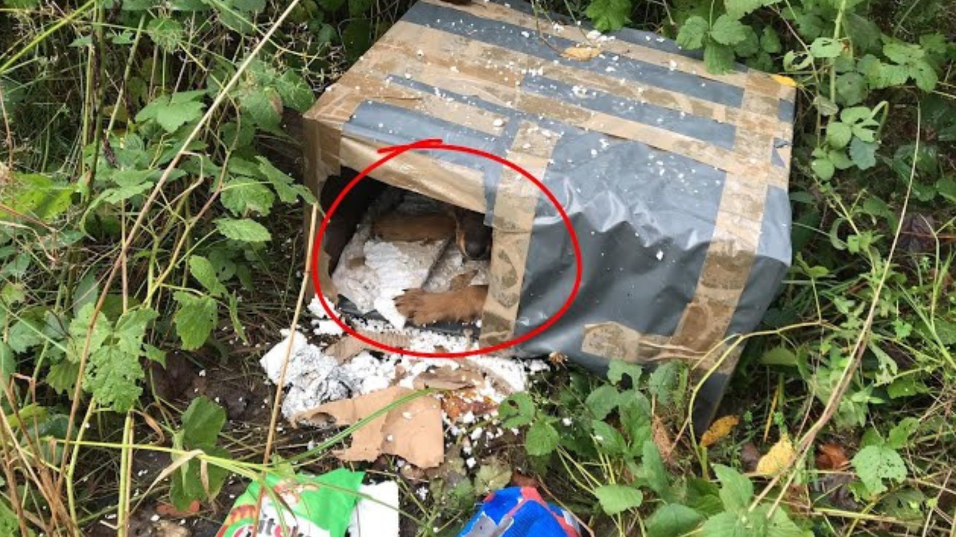 Man Stumbles Upon Shocking Discovery Left In Cardboard Box Next To A Dangerous Road