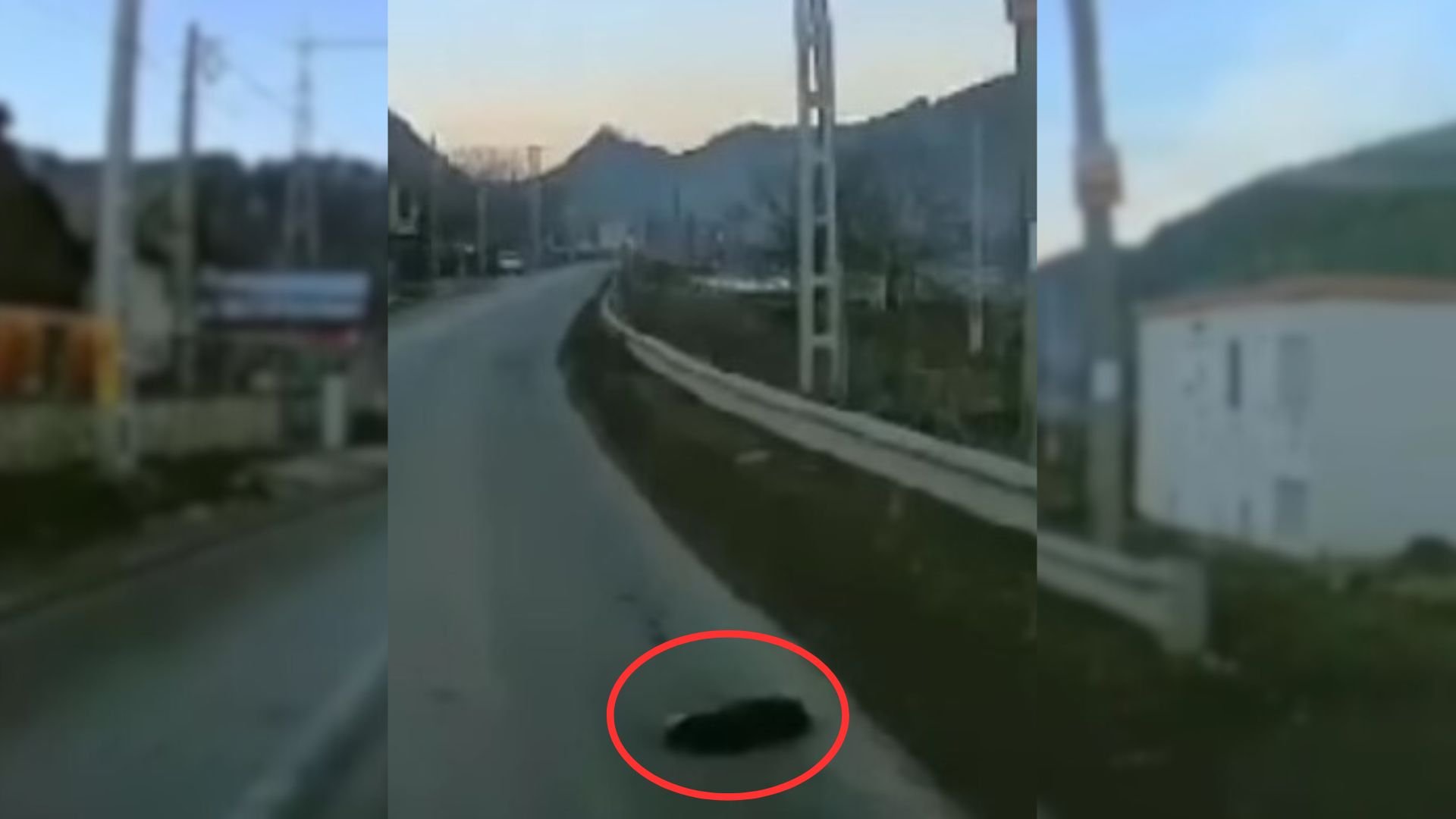 Driver Was Surprised To See Dark Lump On The Road So He Went To Investigate It