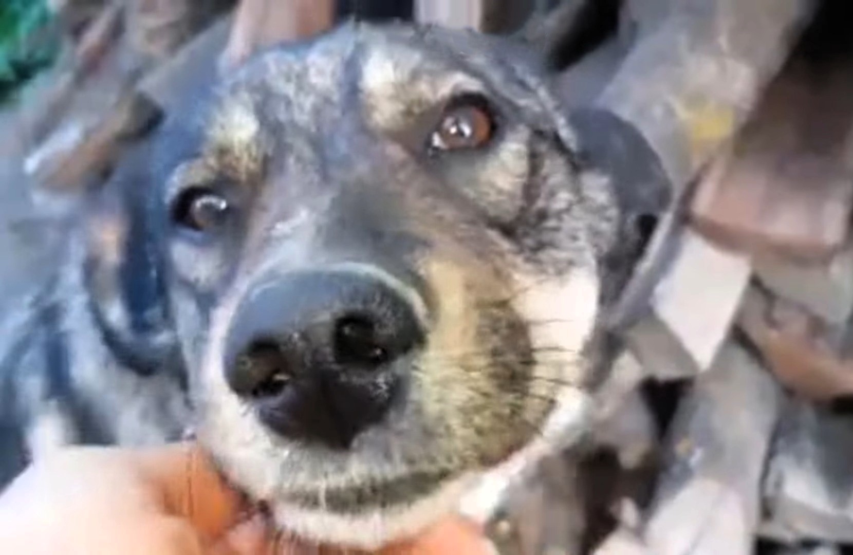 man petting a dog's head