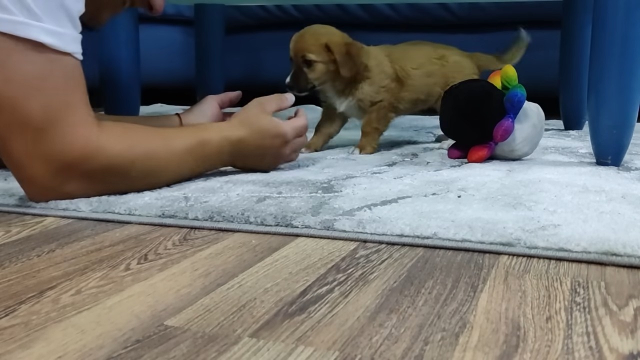 man playing with puppy