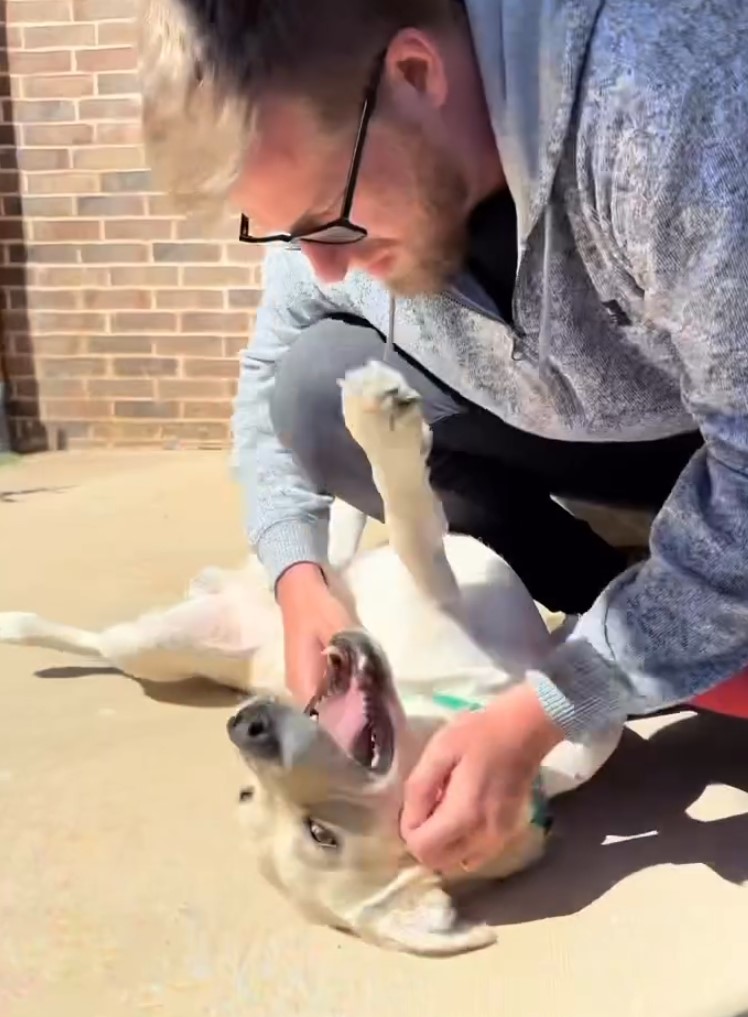 man playing with the dog