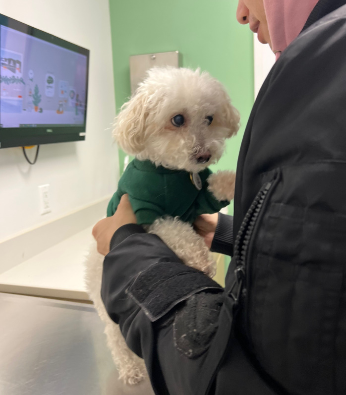 man taking dog to vet