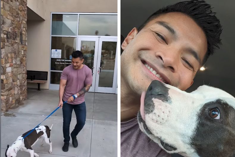 man walking a pitbull