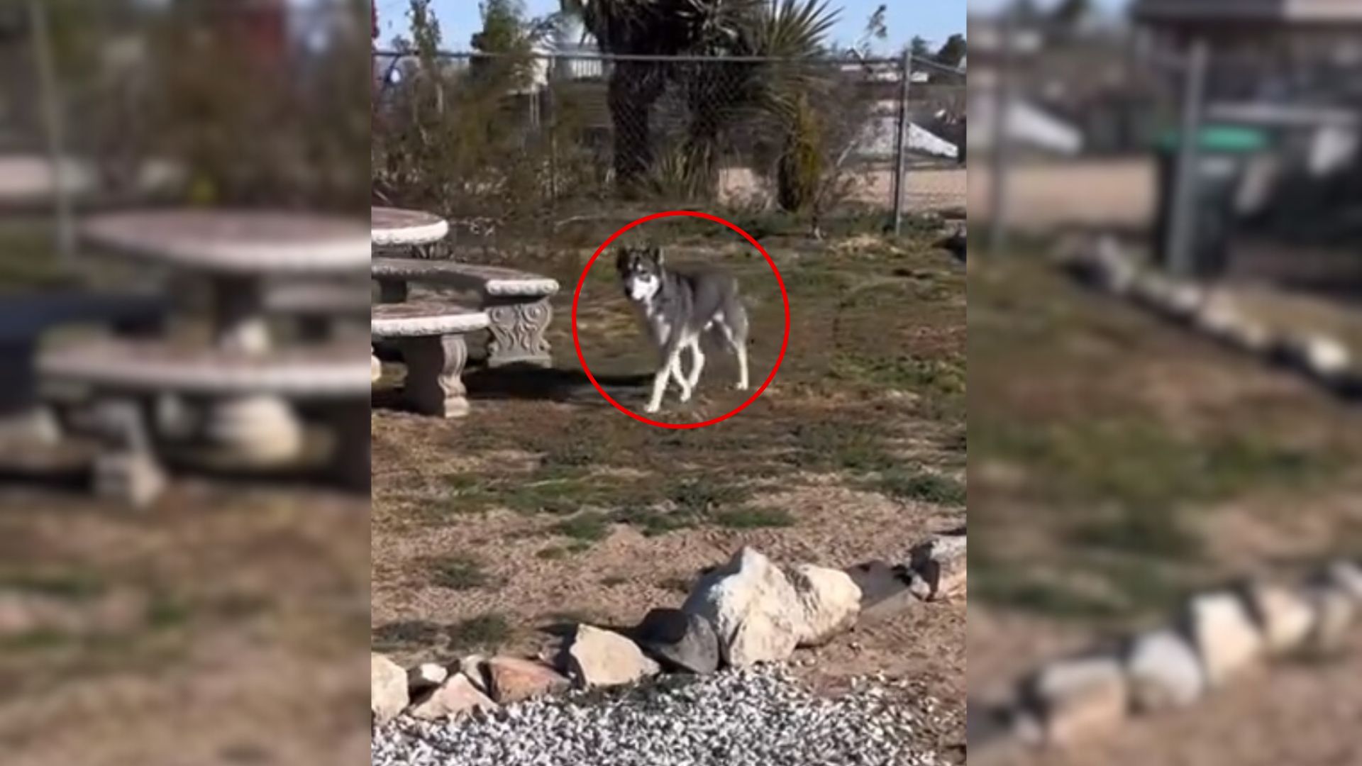 Man Sees A Wolf In His Yard, Only To Discover It Was Something Completely Different