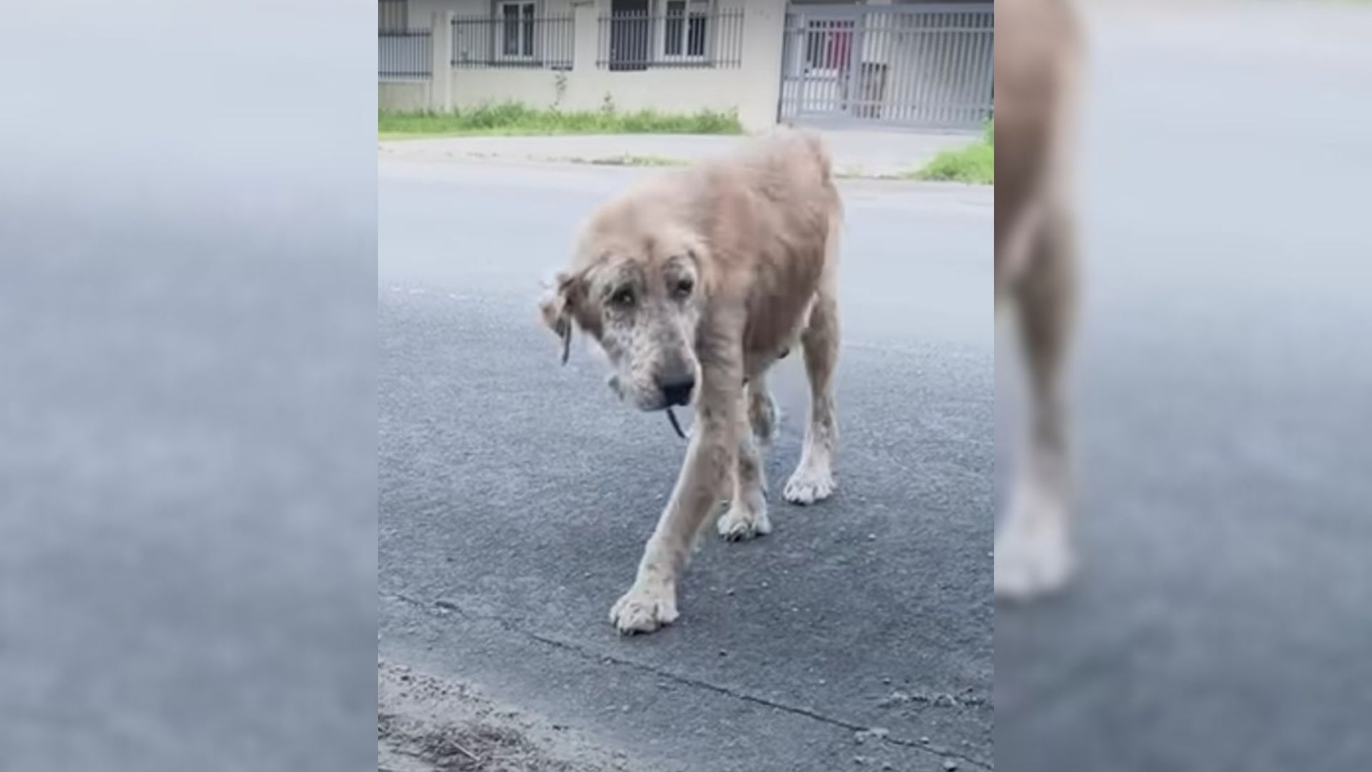 Watch This Mangy Dog Turn Into An Adorable Golden Retriever After A Rough Past