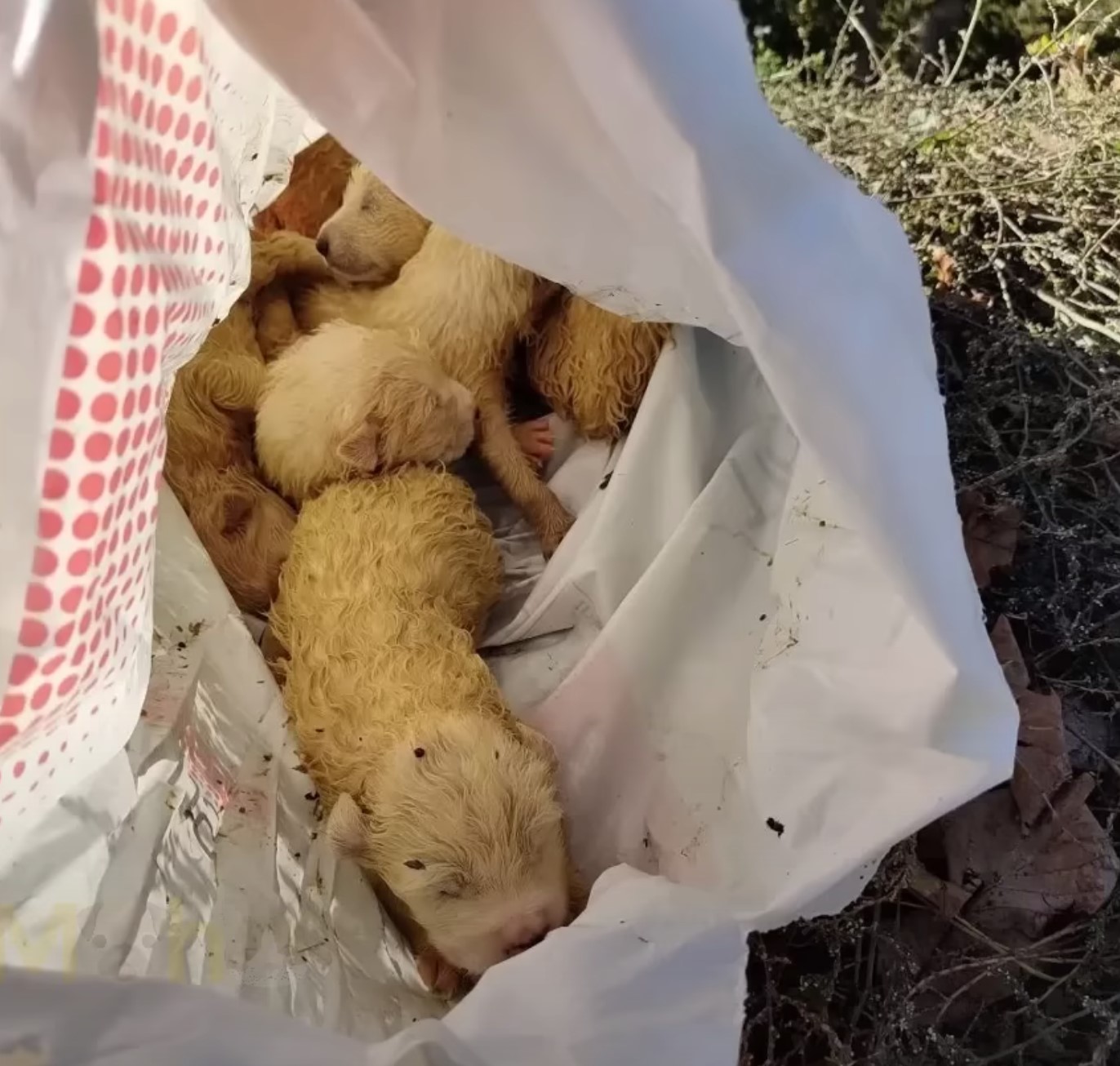 many puppies in a bag