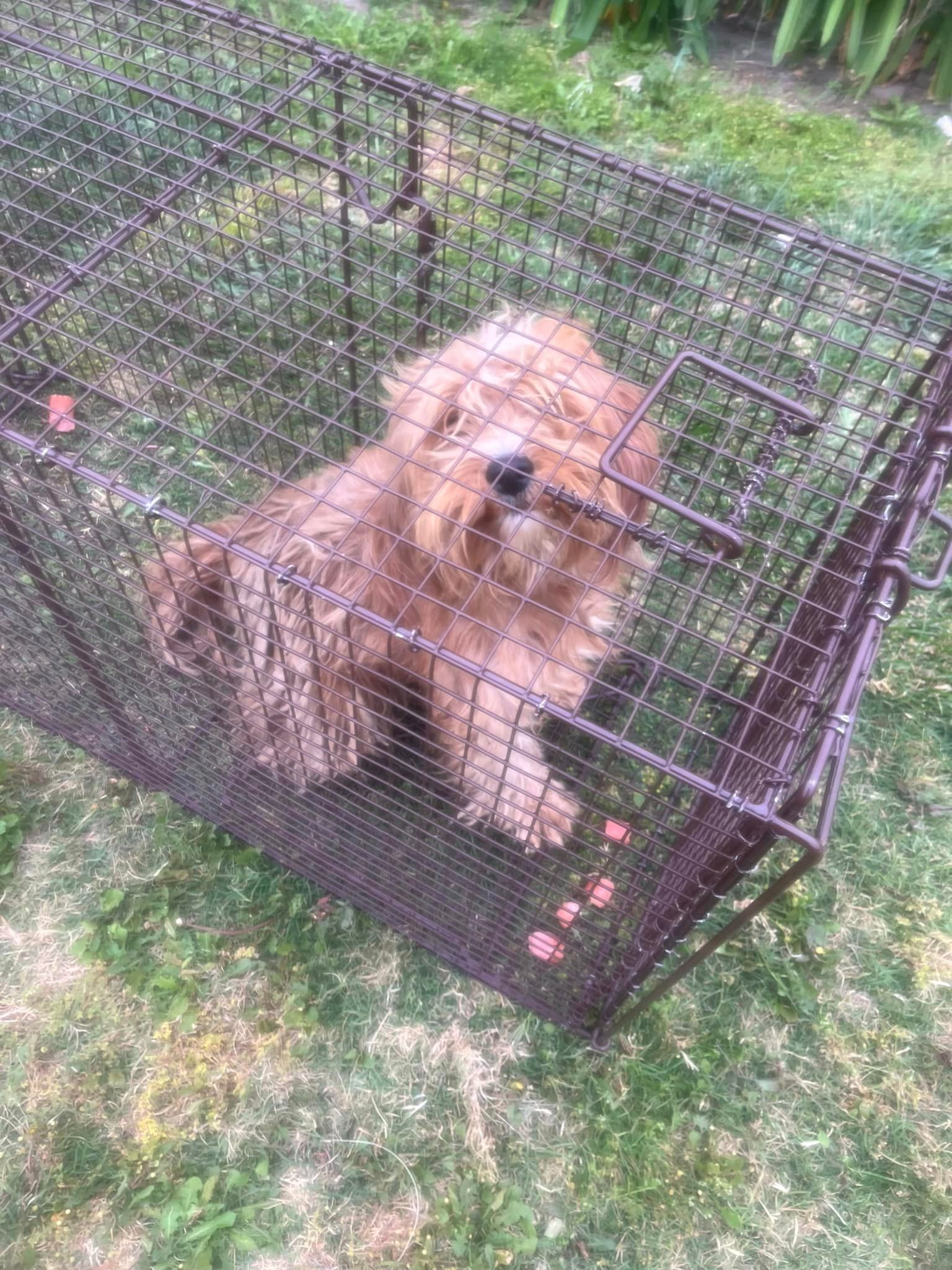 matted dog in cage