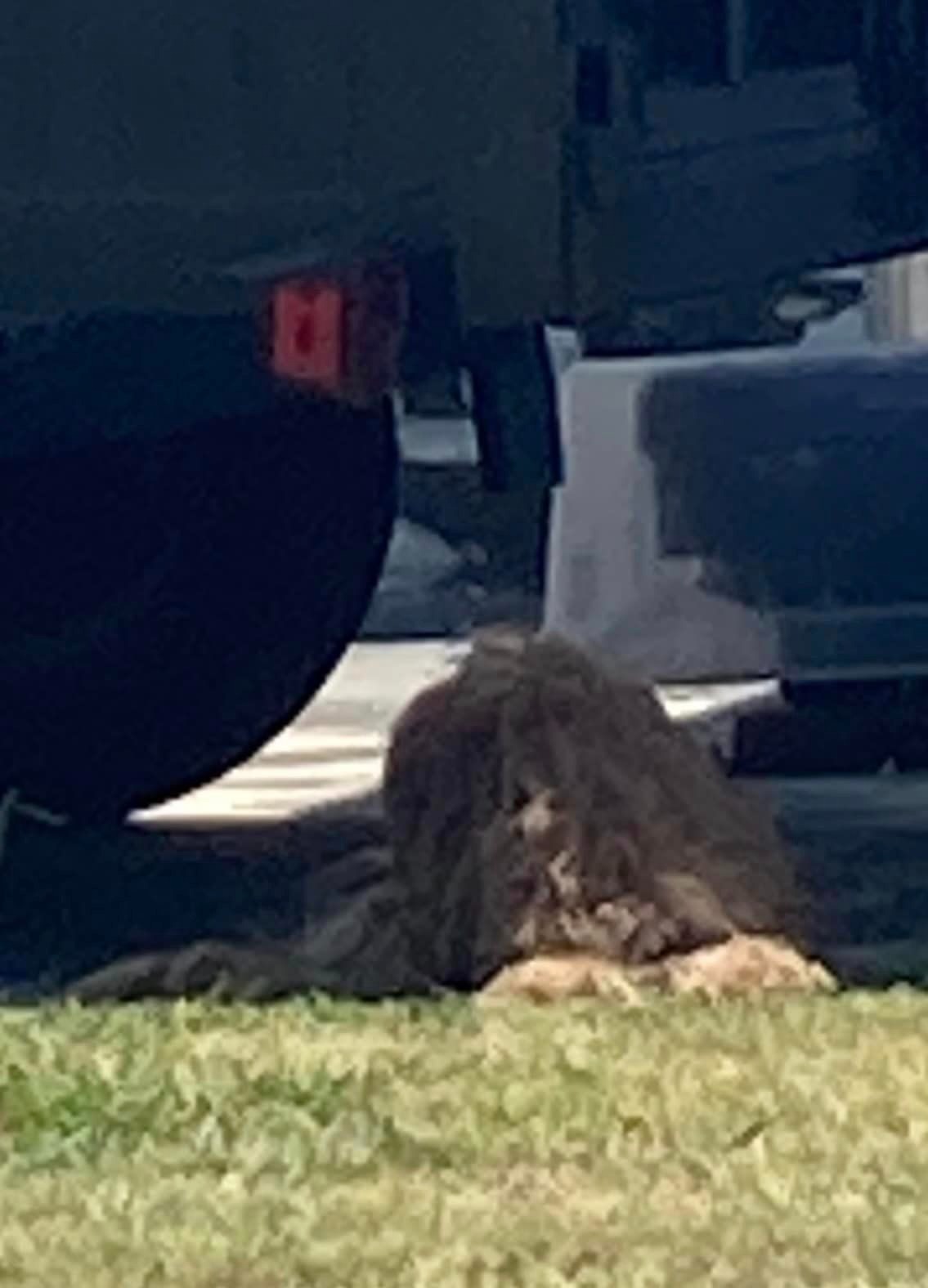 matted dog under the car