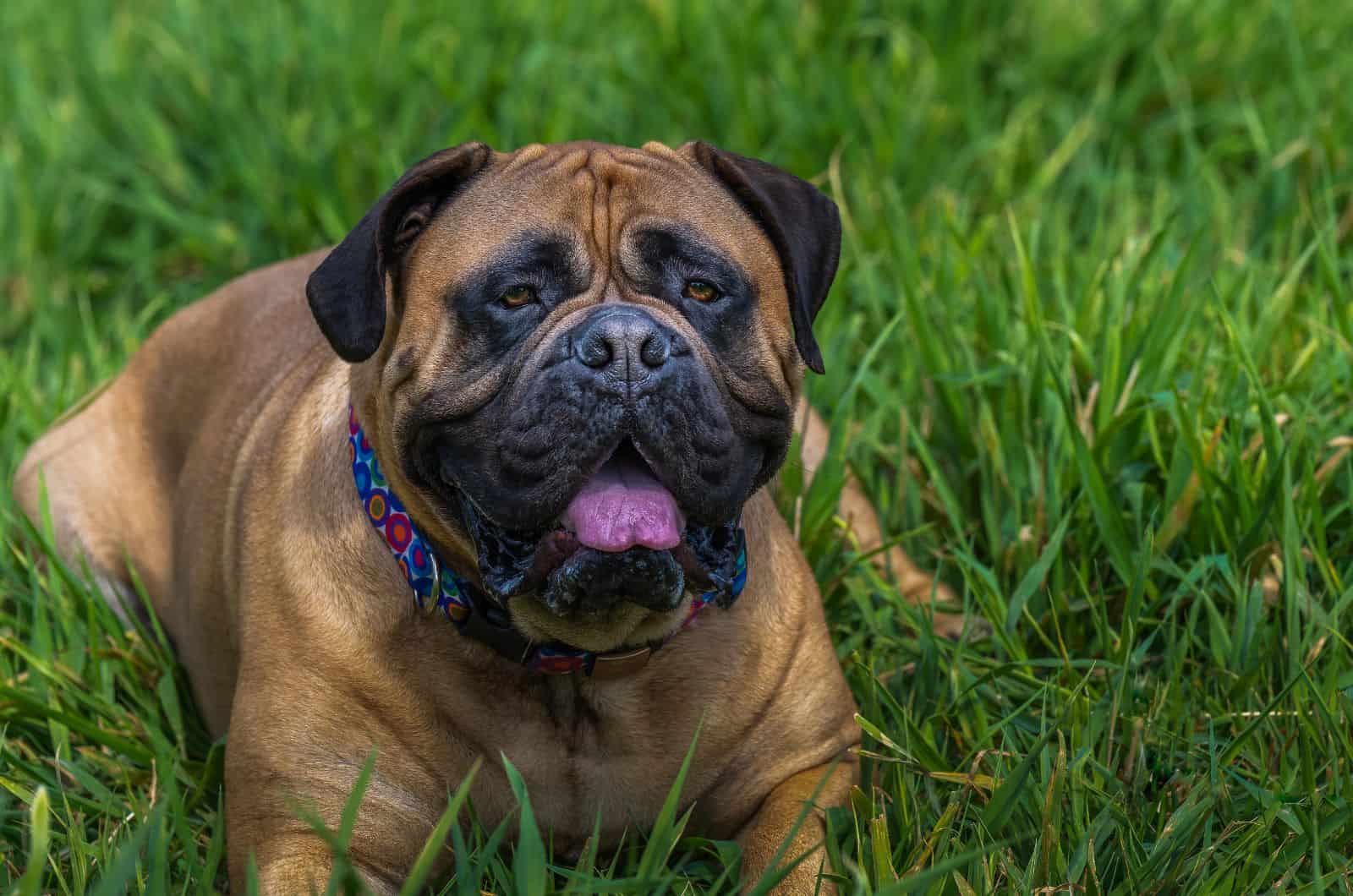 Mature bullmastiff laying on green grass