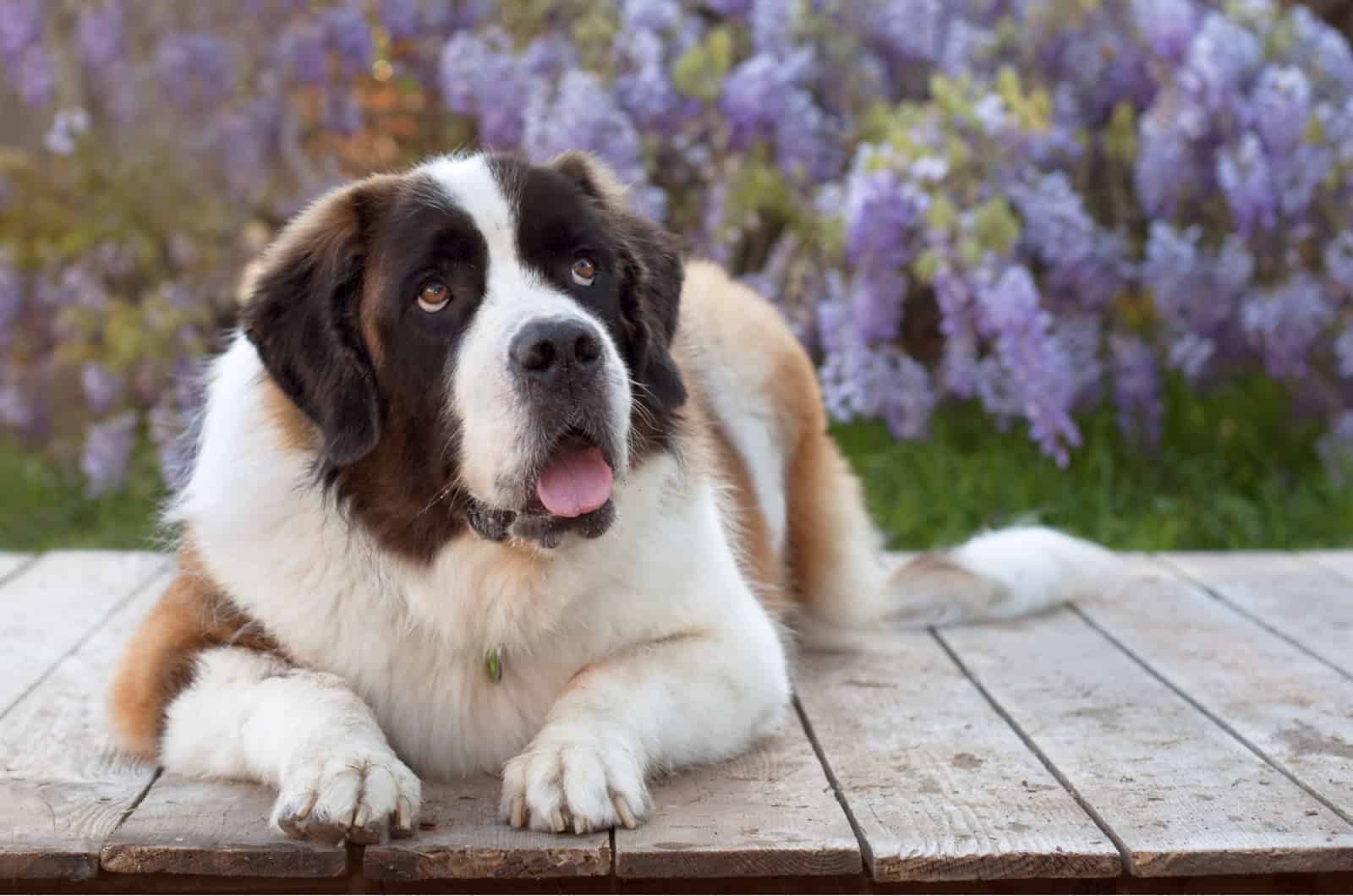 Meet 23 Saint Bernard Mixes: A List Of Heavenly Good Boys