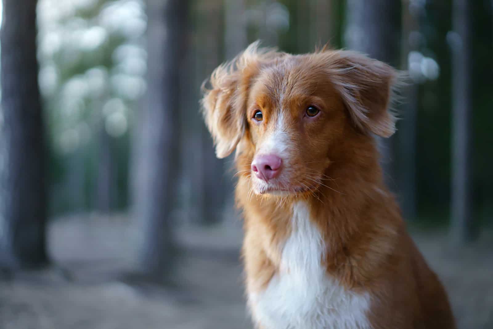 Meet 8 Amazing Nova Scotia Duck Retriever Tolling Mixes