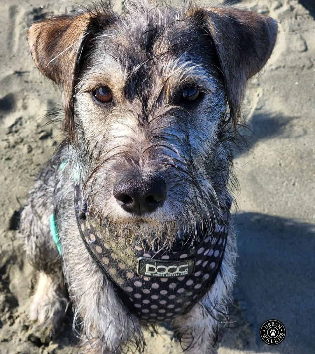 Mini Schnauzer Jack