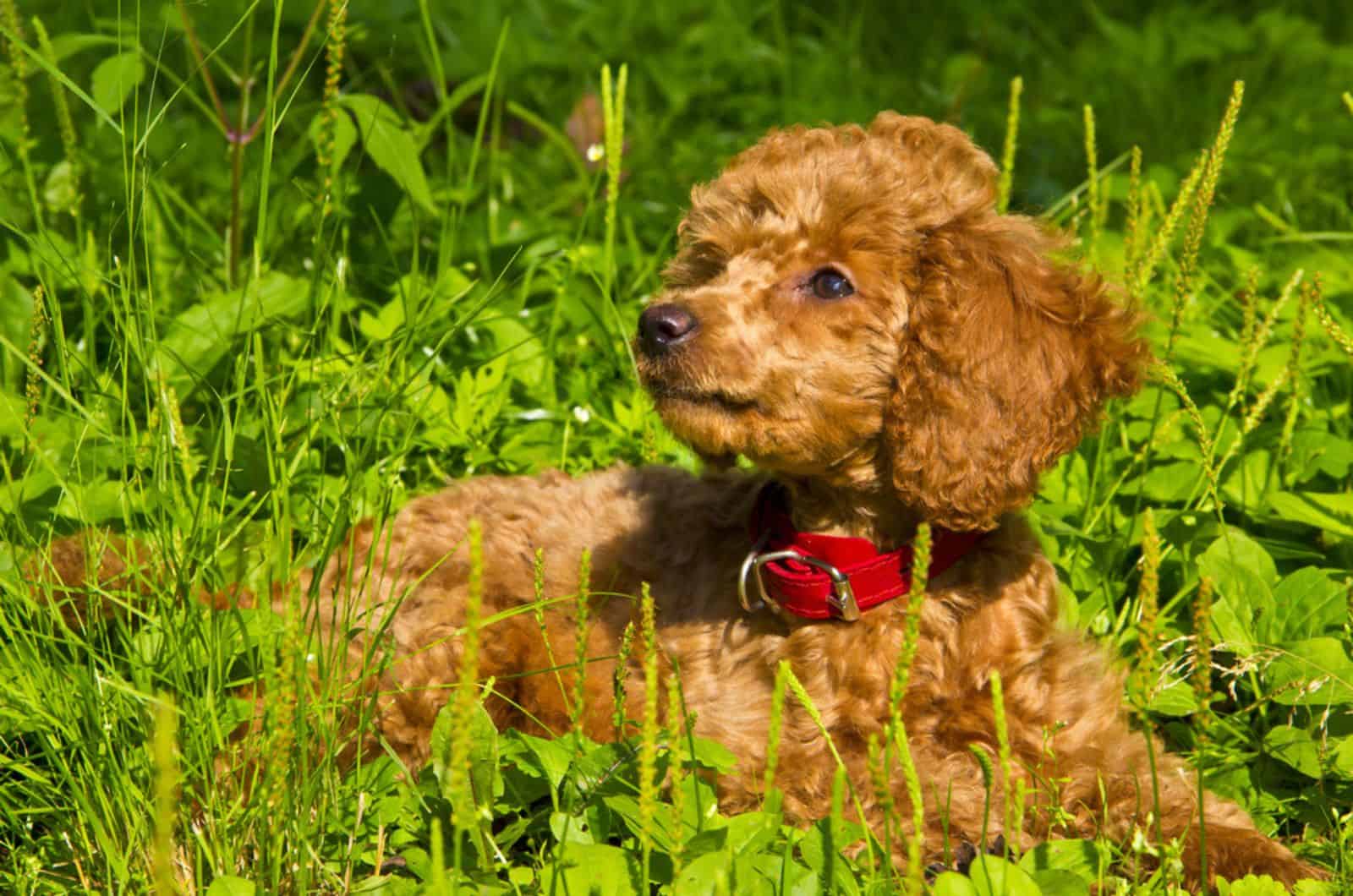 miniature poodle puppy lying in the grass