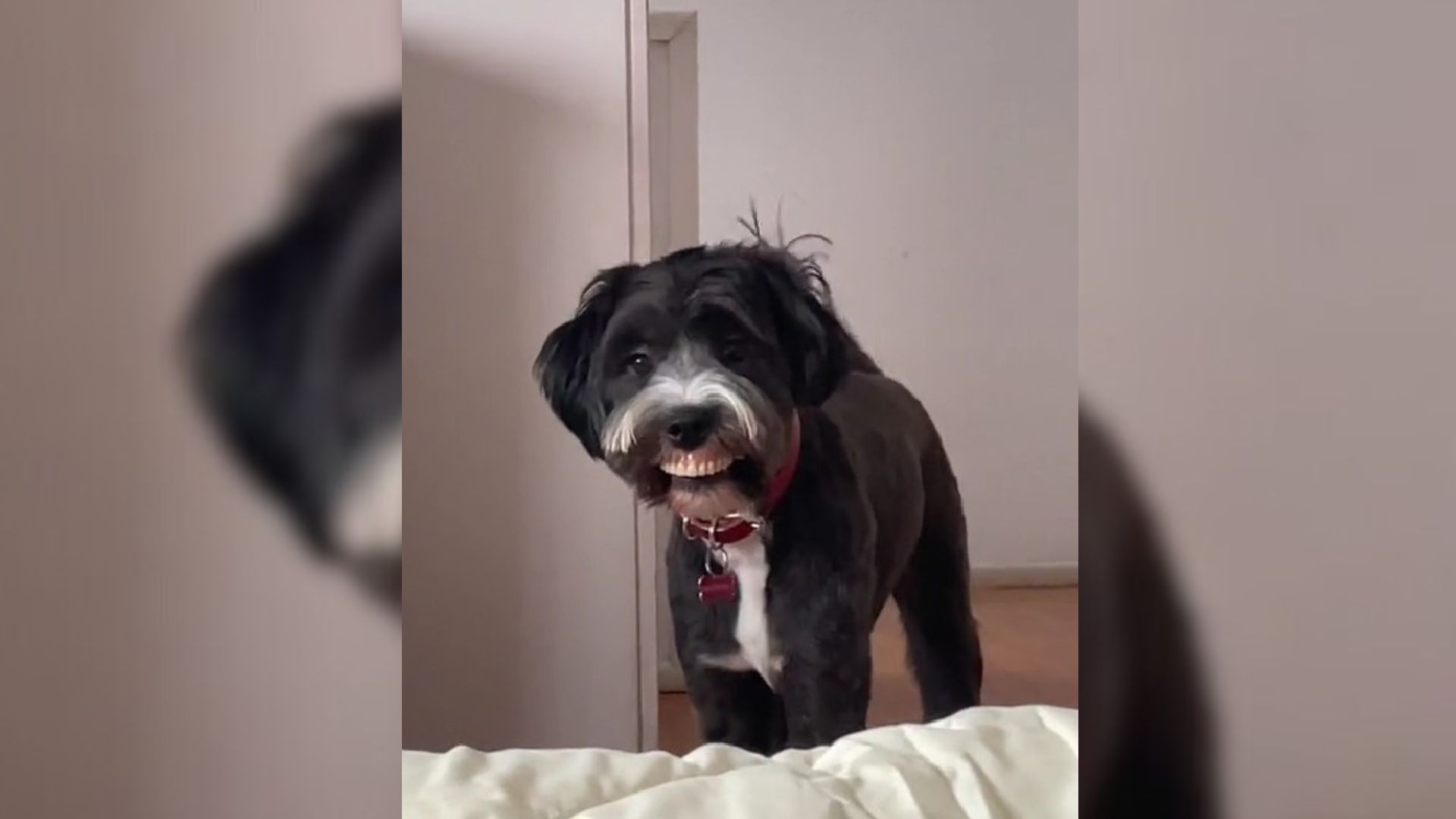 Mom Couldn’t Control Laughter When She Saw Her Pup “Wearing” A Weird New Smile