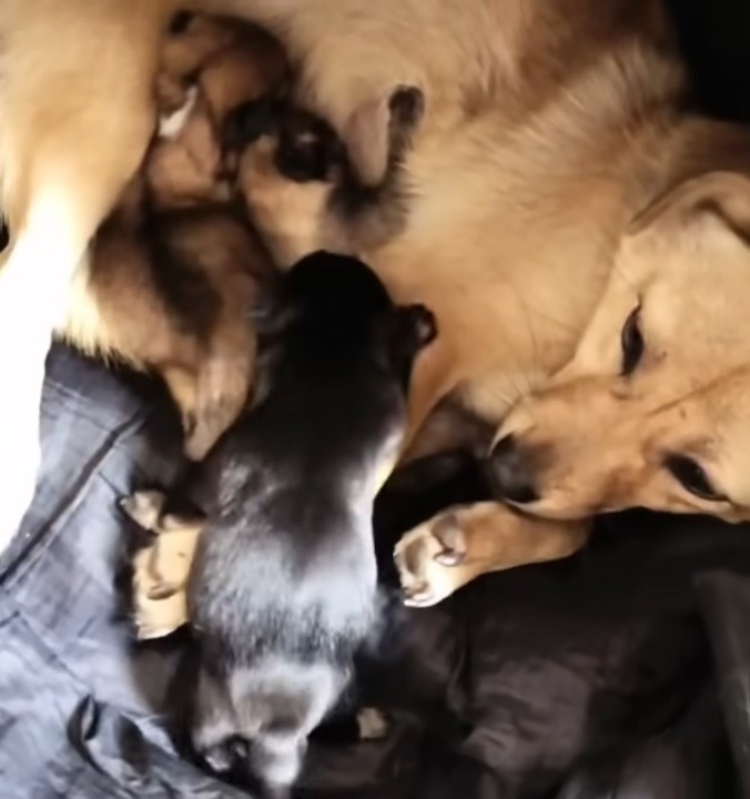 mother dog and black puppies