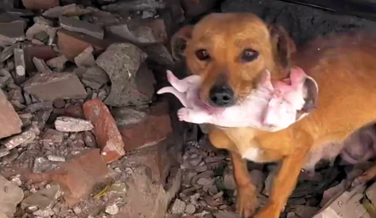 mother dog and its newborn puppy