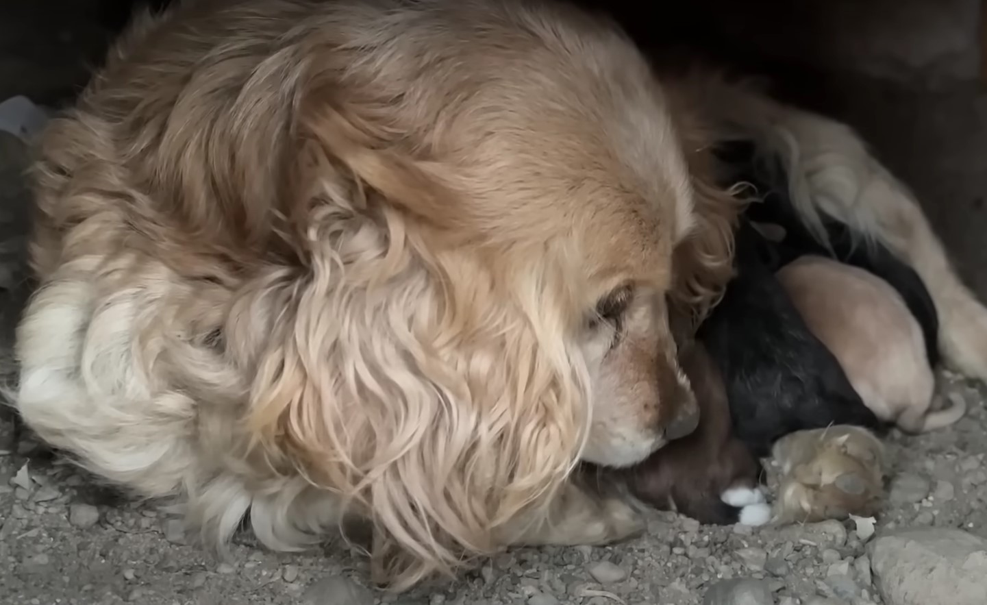 mother dog and puppies